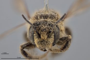 Media type: image;   Entomology 789969 Aspect: head frontal view